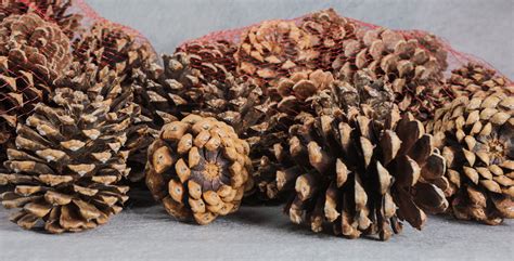 Colorado Ponderosa Pine Cones Cones Per Bag Etsy