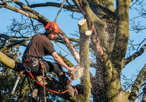 Tree And Branch Cutting In Asheville Nc Hendersonville Quality Tree