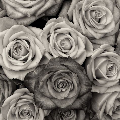 Black And White Roses Flower Free Image Download