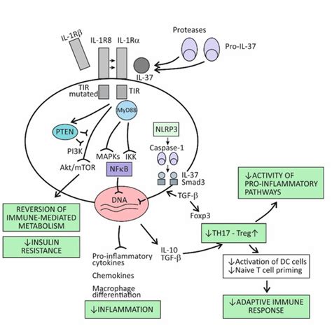Ijms Free Full Text Cross Talk Between The Cytokine Il 37 And