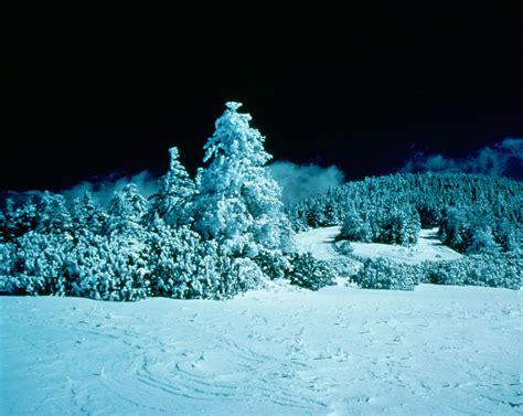 Snow Covered Trees At Night Background Image Wallpaper Or Texture Free
