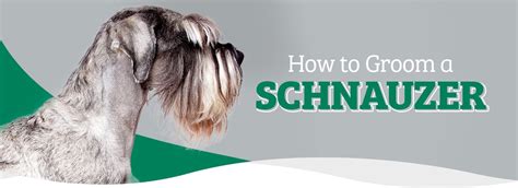 How To Groom A Schnauzer Grooming Guide Groomers