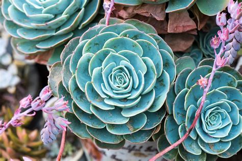 Succulents For Sale Where To Buy Succulent Plants