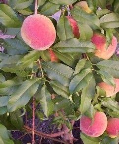 Growing Peaches In Phoenix Arizona Earli Grande melocotón Peach