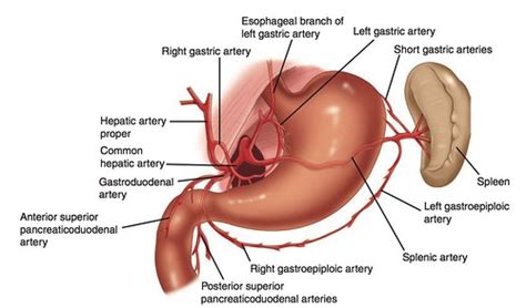 Arterial hardening can be related to diabetes, which can be correlated with low gut. What artery supplies branches to the stomach and liver? | Socratic