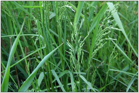 Irish Grasses Rough Meadow Grass Poa Trivialis