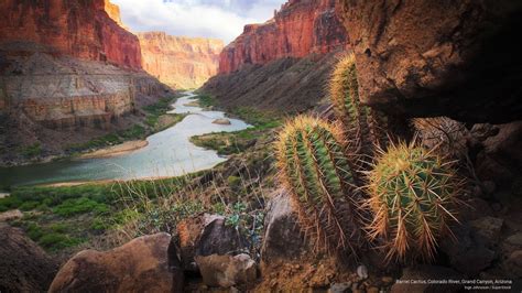 Barrel Cactus Colorado River Grand Canyon Arizona Landscape