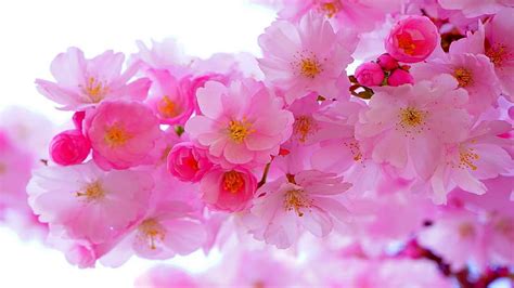 Pink Flower Flowers Flora Cherry Blossom Blossom Hd Wallpaper