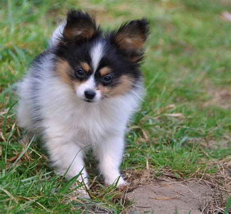 Papillon Dog Breed Pictures Information Temperament