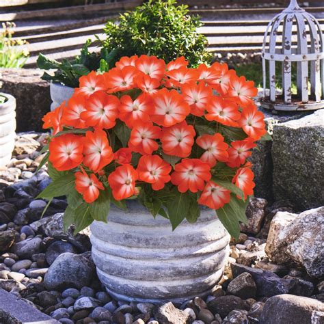 Cottage Farms Direct Annuals New Guinea Impatiens Harmony Orange