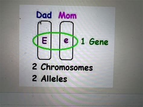 Mendelian Genetics And Classification Flashcards Quizlet