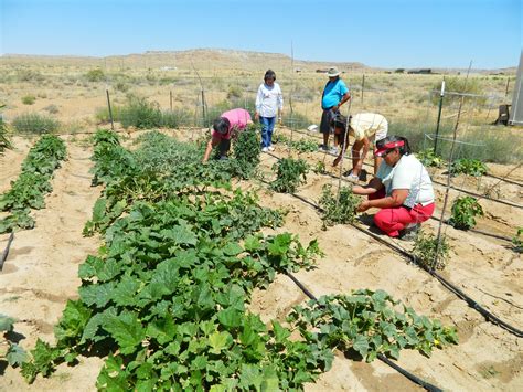 Native Growers Decolonize Regenerative Agriculture Green America