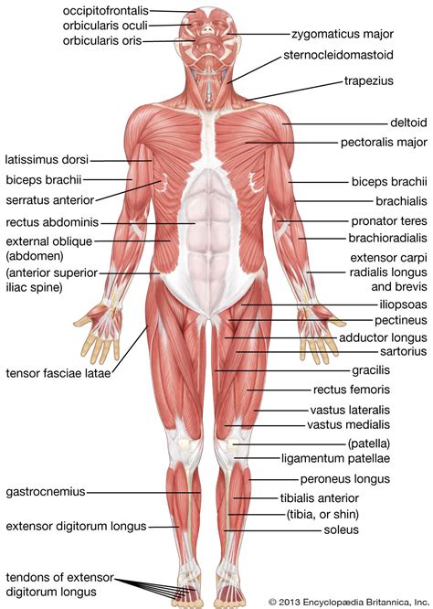 Human Muscular System Anterior View Human Muscular System Human Muscles Muscle System