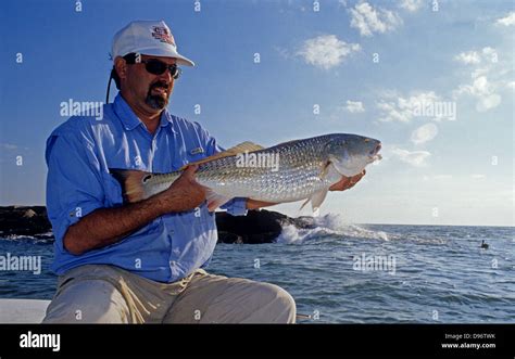 Fisherman With A Large Redfish Or Red Drum Sciaenops Ocellatus Caught