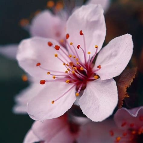 Cherry trees are a symbol of spring for japanese people. japan cherry blossom | National Flowers | Sakura cherry blossom, Japanese flowers, Blossom trees