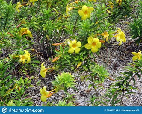 Una pianta sempreverde, al contrario delle caducifoglie, hanno un ricambio delle foglie molto lento e graduale, così non tra le varietà arbustive segnaliamo, oltre quelle elencate in alto, la pervinca che in estate regala fiori bianche, rosa o azzurro e l'iperico con fiori gialli. Pianta Rampicante Con Fiori Gialli