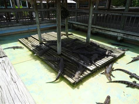 Alligator Enclosure At Gatorland Zoochat
