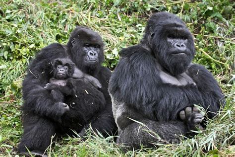 Gorilla Trekking Watching Gorillas In The Wild Africa Geographic