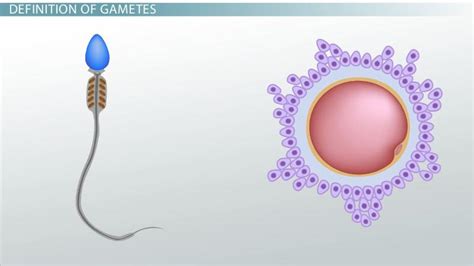 Flash Cards : Meiosis Flashcards | Easy Notecards