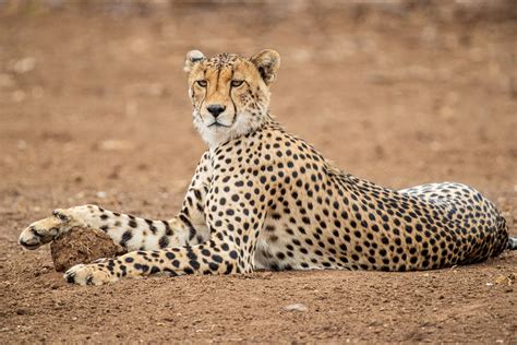 Cheetah Paw Stool Cindy Goeddel Photography Llc