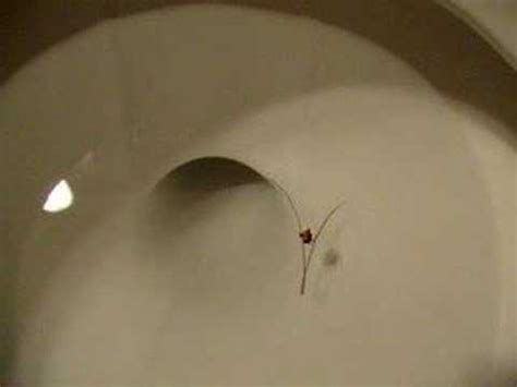 Every year or two, a panicky client finds one of these in a toilet bowl, water dish, or a bit of pet vomit. gross worm from cockroach - YouTube