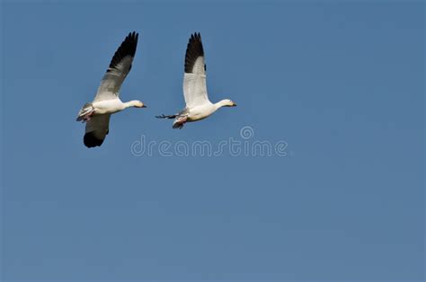 Pair Of Snow Geese Flying In A Blue Sky Stock Photo Image Of Wildlife