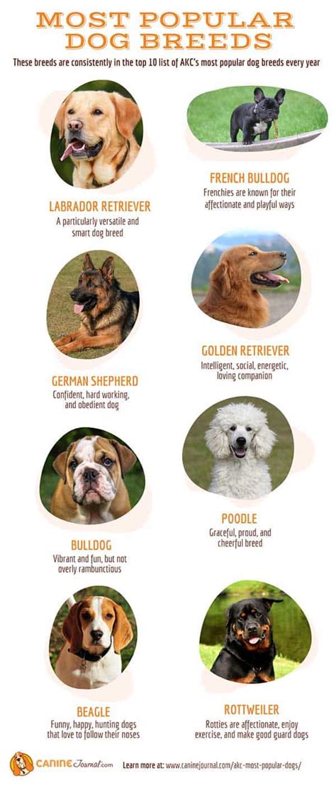 Akc Most Popular Dog Breeds In 2024 Canine Journal