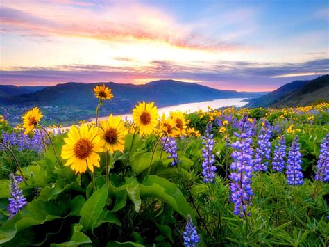Spring Flowers Mountain Lake Hills Red Cloud Sunset Hd