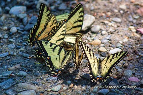 Puddle Club Eastern Tiger Swallowtails Papilio Glaucus Flickr
