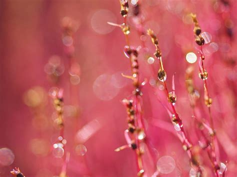 Spring Twigs Flowers Nature Pink Grass Hd Wallpaper Peakpx