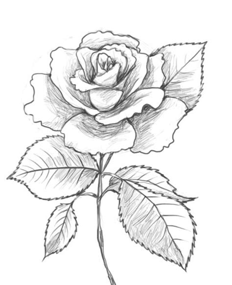 Рисунки розы для срисовки 100 фото • Прикольные картинки и позитив