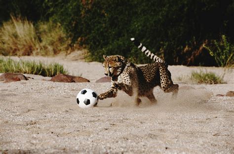Cheetah Playing Soccer Hot Sex Picture