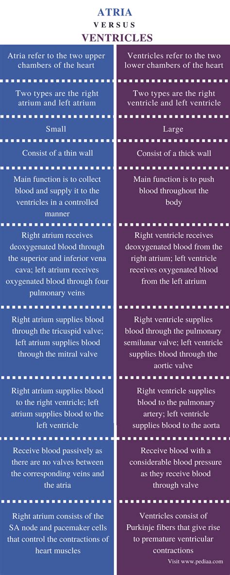 Difference Between Atria And Ventricles Definition Structure