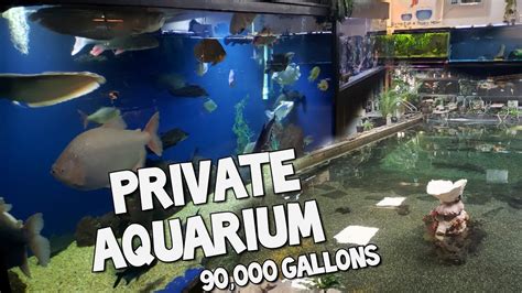 The Worlds Largest Private Home Aquarium Tour Monster Fish At Ohio