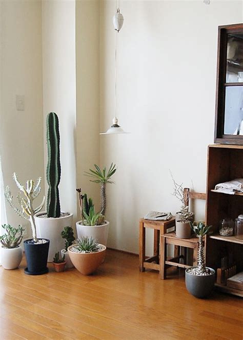 Here are the basic elements of caring for these elegant, stately succulents. 17 Indoor Cactus Gardens | Decor, Interior, Home decor