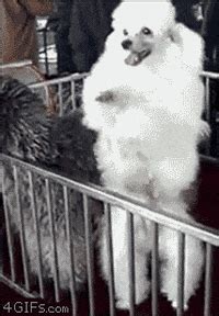 Dancing Dog GIFs - Find & Share on GIPHY