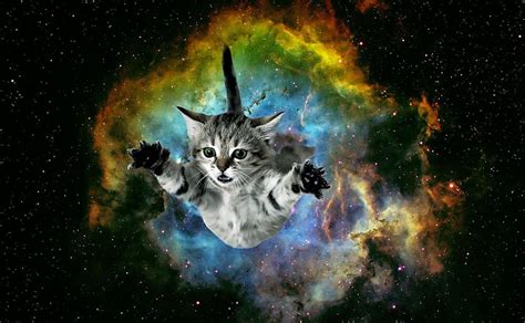 Galaxy Cat Iphone Cats And Background Hd Wallpaper Pxfuel
