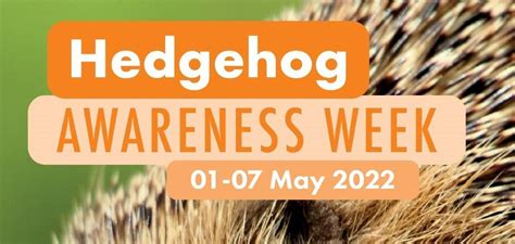 Hedgehog Awareness Week Go Wild Denmead