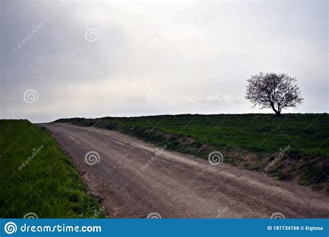 Country Road And A Lonely Tree Next To It Stock Photo Image Of