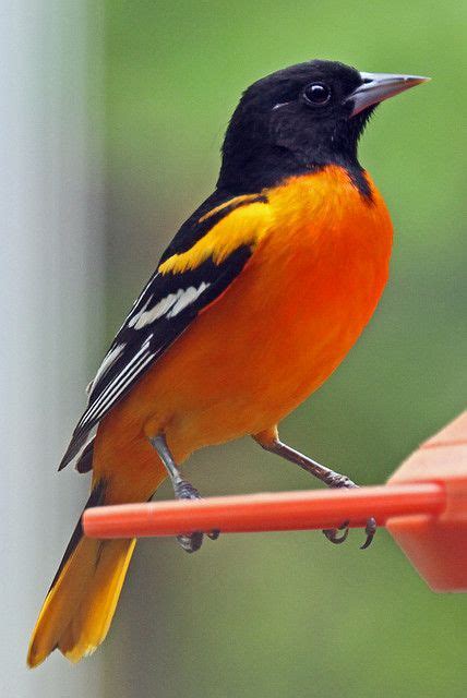 Northern oriole aka baltimore oriole or abeille's oriole (icterus galbula): Oriole 2 (With images) | Oriole bird, Beautiful birds ...
