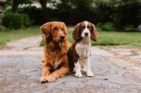 Beautiful golden retriever puppies call 712 744 3381 findlaygoldenfarms.com. Dark Golden Retriever Puppies California - Pets Ideas