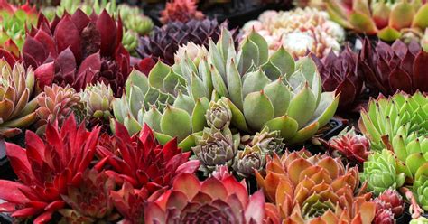 Growing Hens And Chicks How To Care For Sempervivum Plants