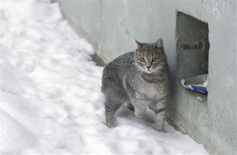 How To Care For Feral Cats During The Winter