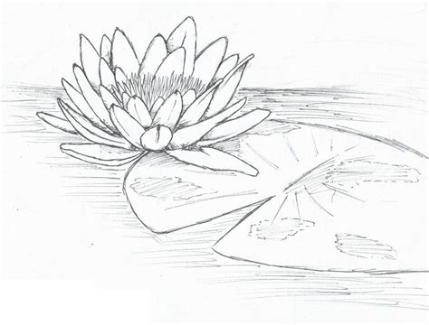 Lily pad flower coloring pages coloring page libraries. lily pad (With images) | Water lily drawing, Flower line ...