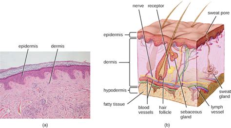 Skin has two main layers. Anatomy and Normal Microbiota of the Skin and Eyes ...