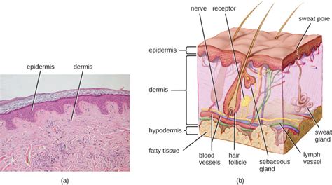 Get to know the structure and different function. Anatomy and Normal Microbiota of the Skin and Eyes ...