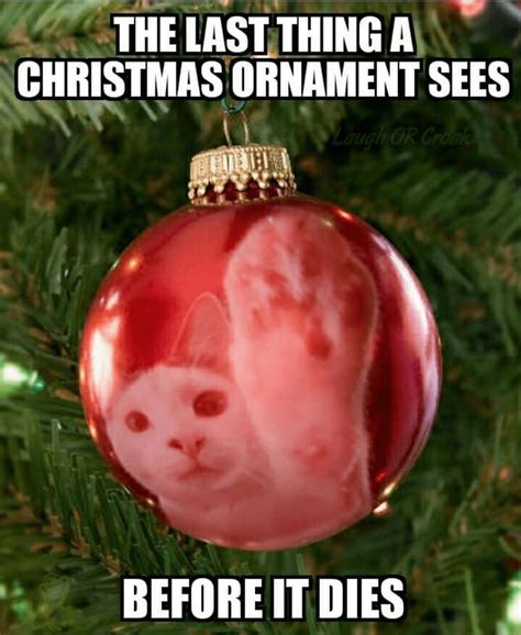 True story. | Christmas memes, Christmas humor, Christmas cats