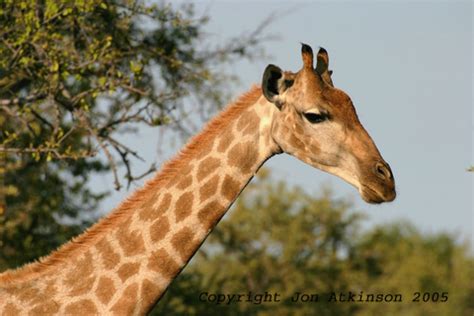 Learn these mammals pictures with names to enhance your vocabulary words about a mammal is a type of animal which gives birth to live young, and more often than not, lives on land. Animal Zoo Life: mammals,endangered mammals list,list of ...