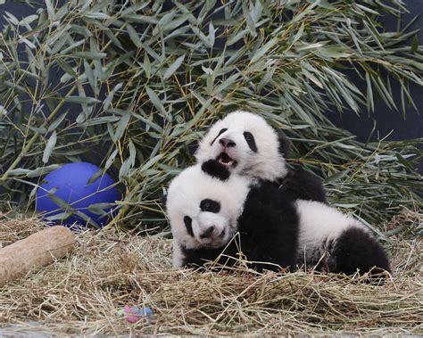Toronto Zoos Giant Panda Cubs Were Named Jia Panpan And Jia Yueyue