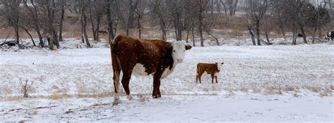 Rough Winters Can Cause Weak Calf Syndrome